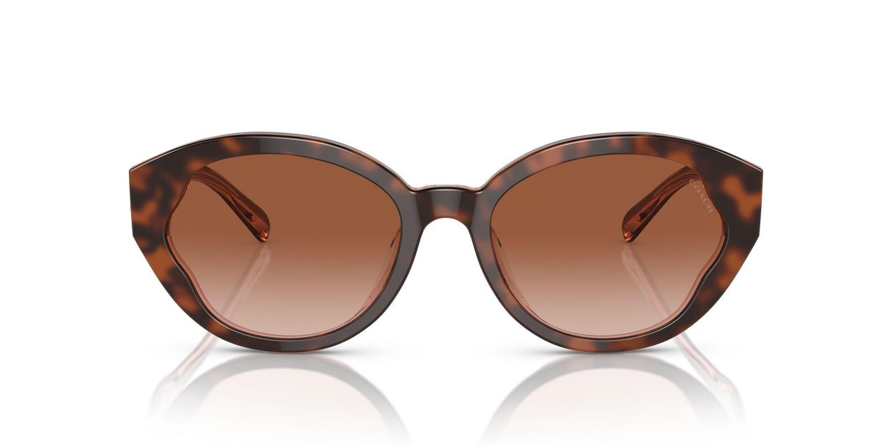 574413 - Tortoise - Brown Pink Gradient