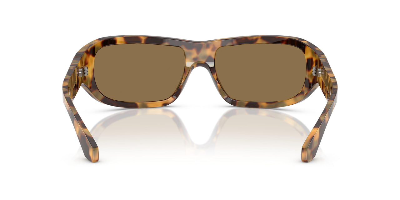 343773 - Tortoise - Dark Brown