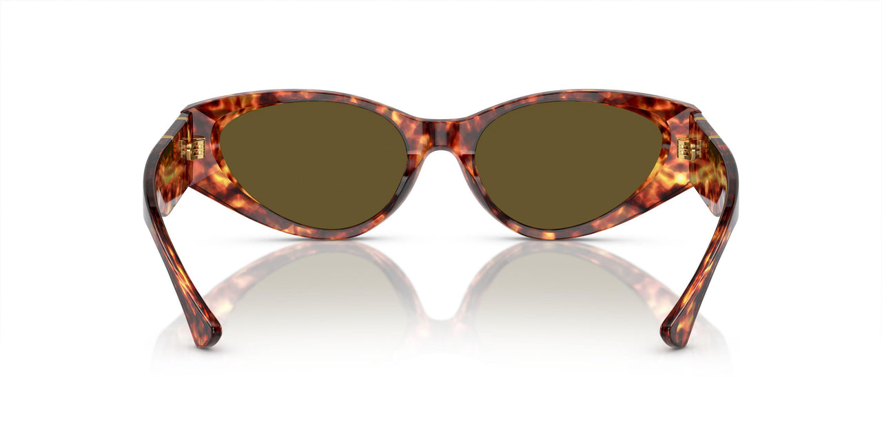 543773 - Tortoise - Dark Brown