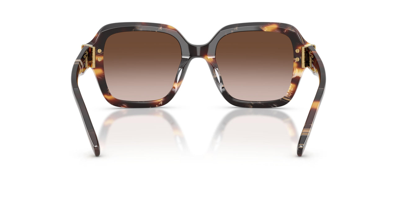 207213 - Tortoise - Brown Gradient
