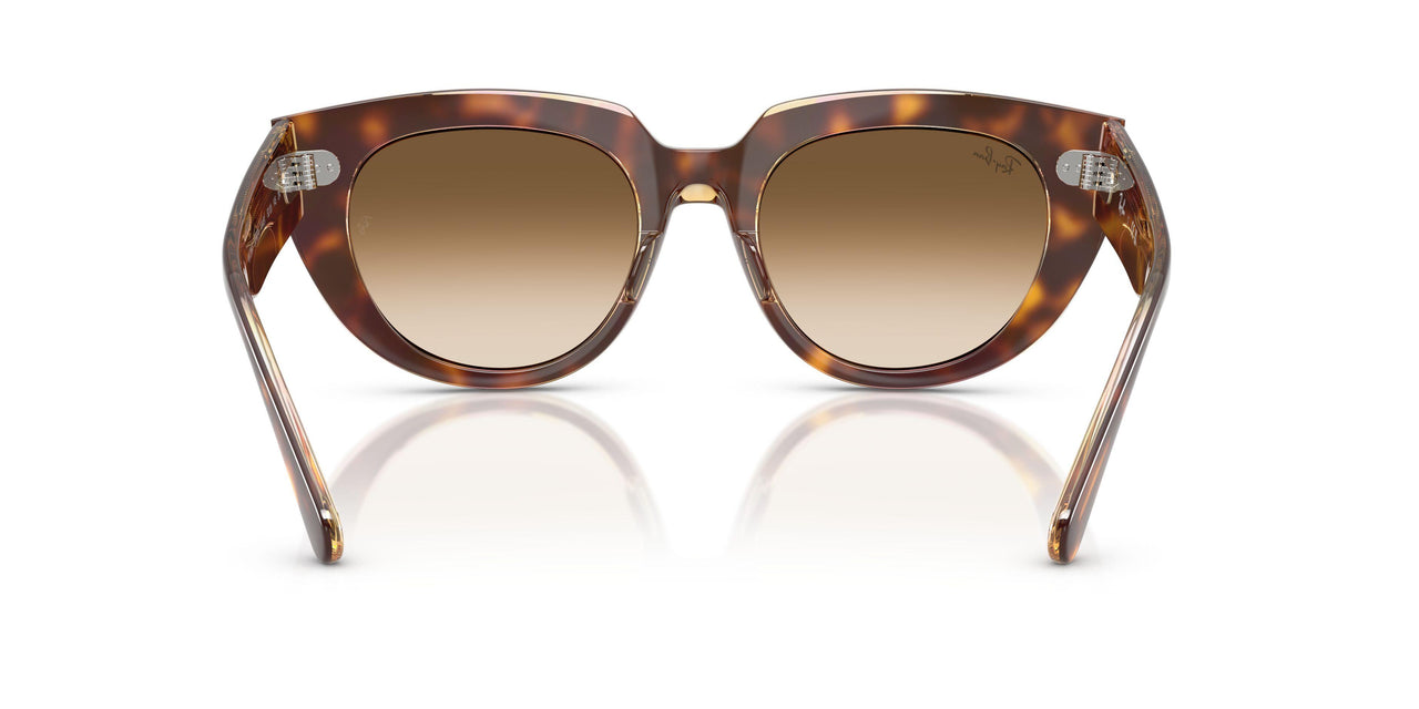 141451 - Tortoise - Clear Gradient Brown