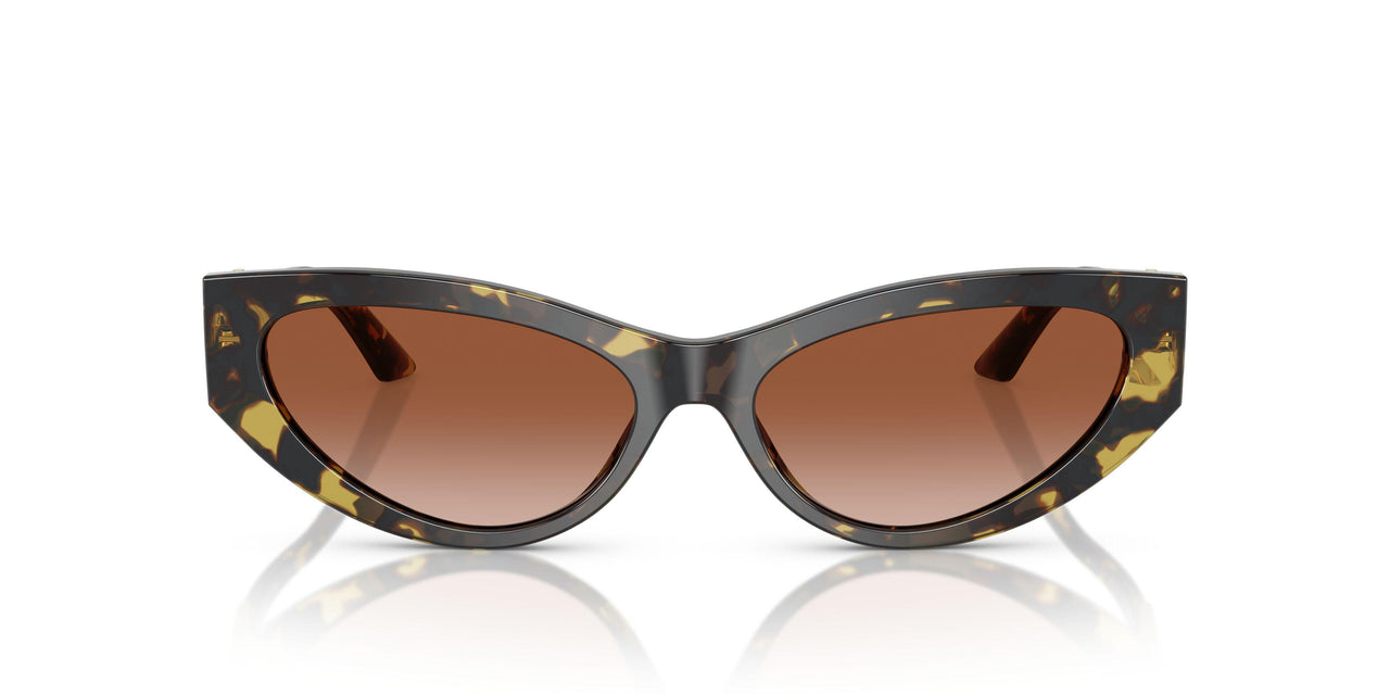 547013 - Tortoise - Brown Gradient