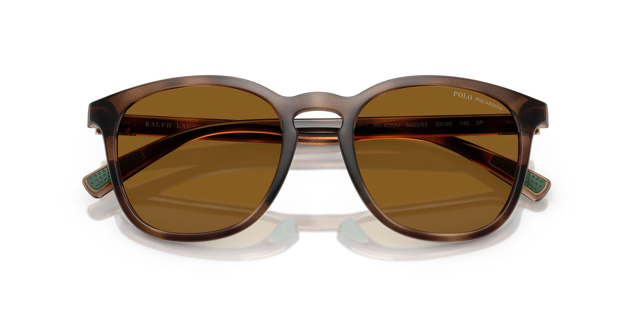 500383 - Tortoise - Dark Polar Brown