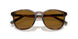 500383 - Tortoise - Dark Polar Brown
