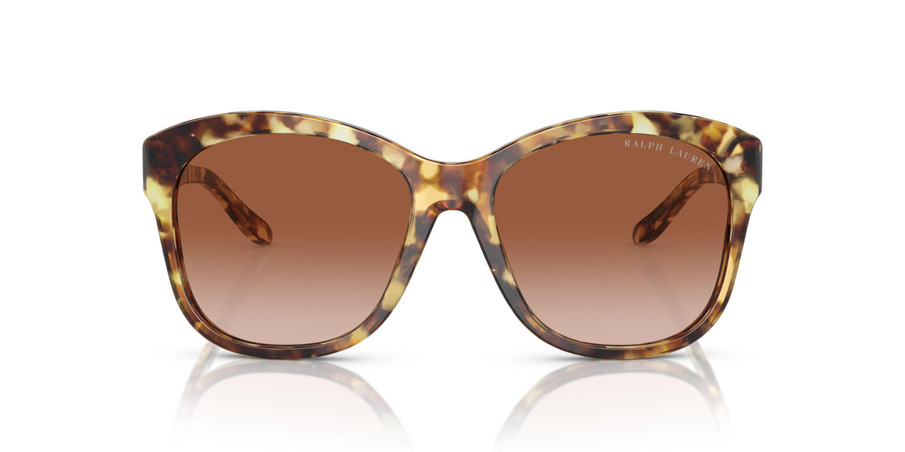 605613 - Tortoise - Gradient Brown
