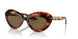 100773 - Tortoise - Brown