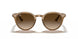 616613 - Turtledove - Brown Gradient