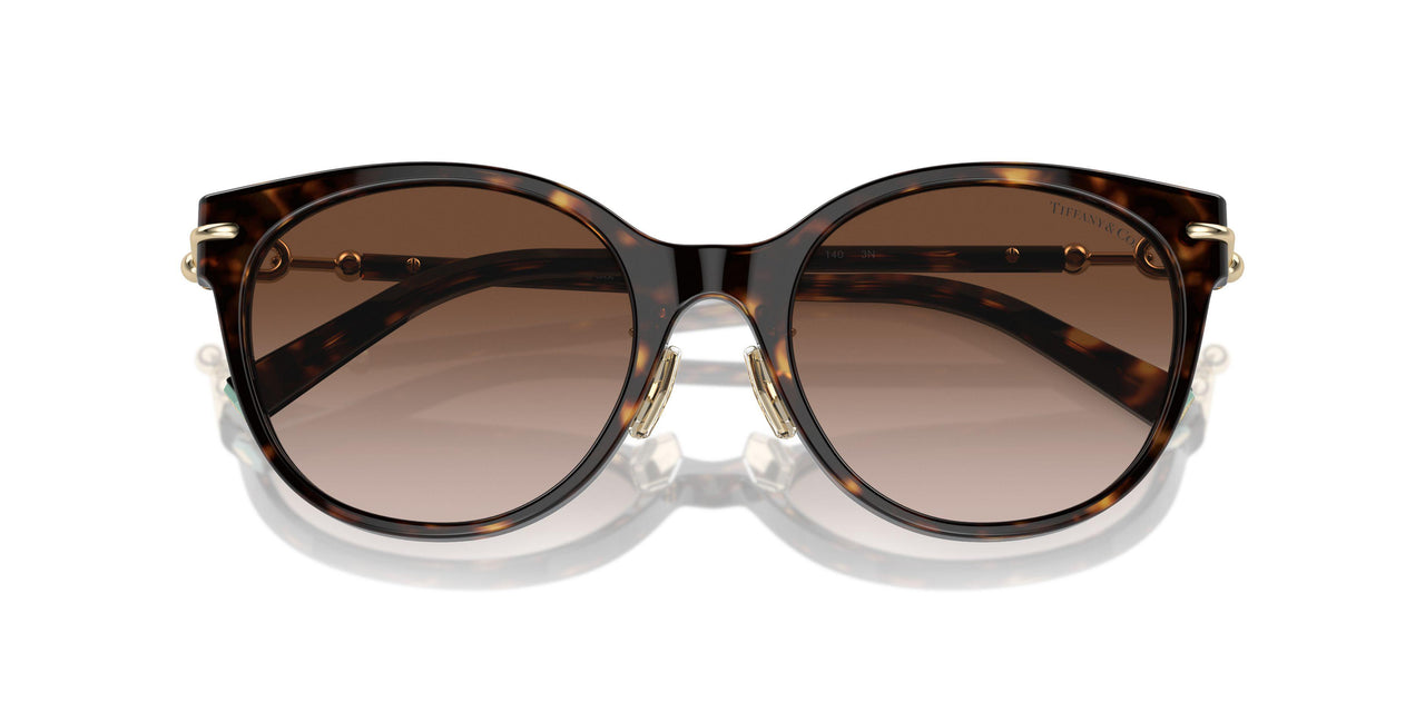 80153B - Tortoise - Brown Gradient