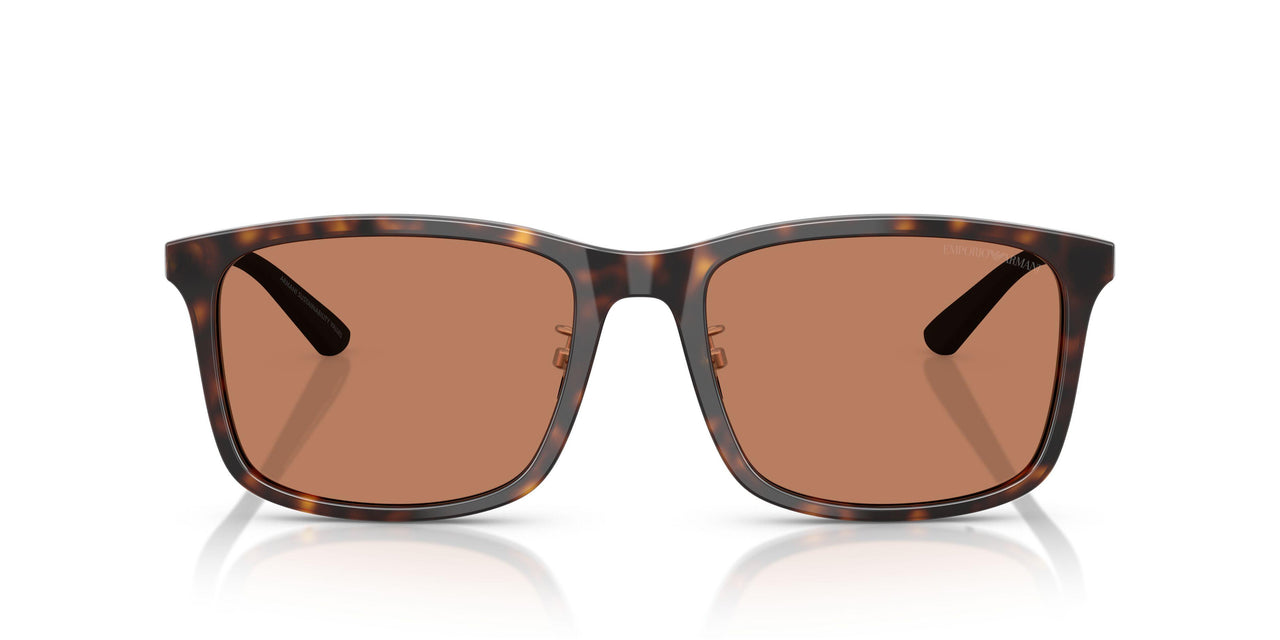 502673 - Tortoise - Brown
