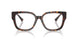 5002 - Tortoise