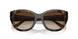 238613 - Brown - Gradient Brown