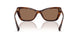 614973 - Tortoise - Brown