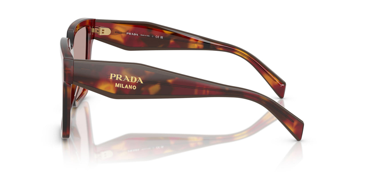 22A20I - Tortoise - Light Purple Brown