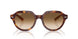 141451 - Tortoise - Clear Gradient Brown
