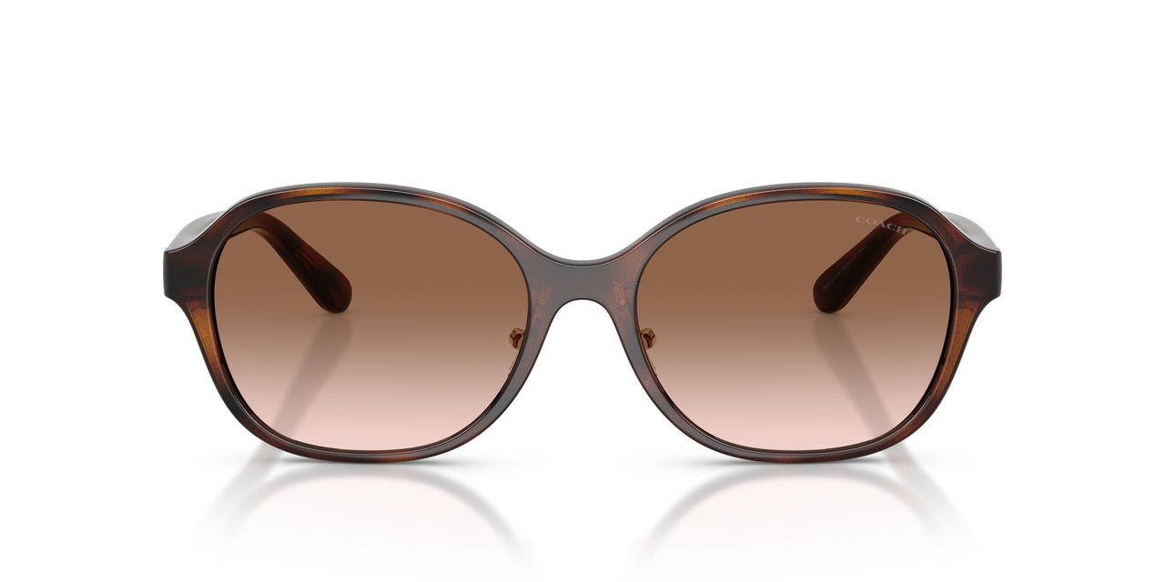 512013 - Tortoise - Brown Gradient