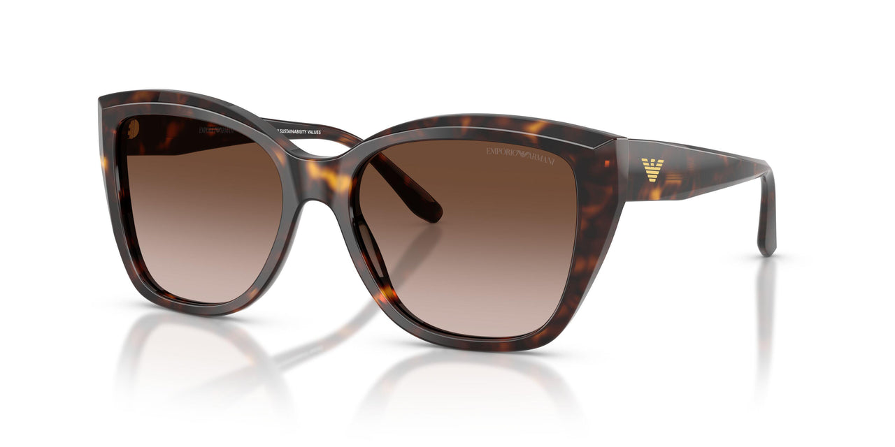 502613 - Tortoise - Brown Gradient