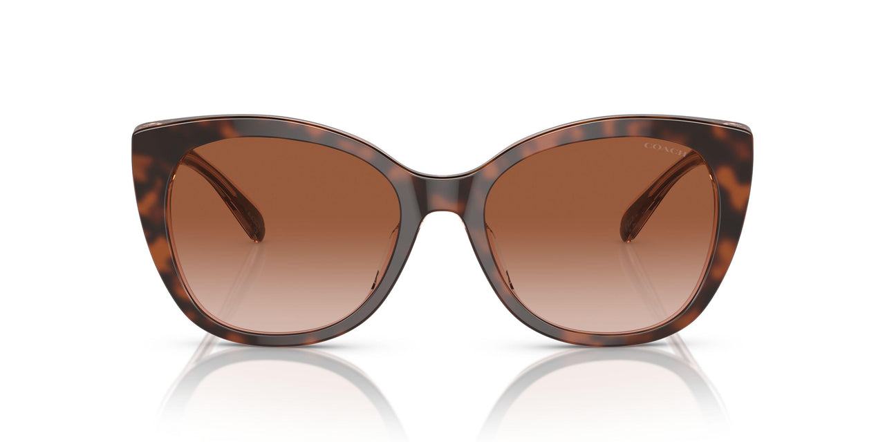 574413 - Tortoise - Brown Pink Gradient