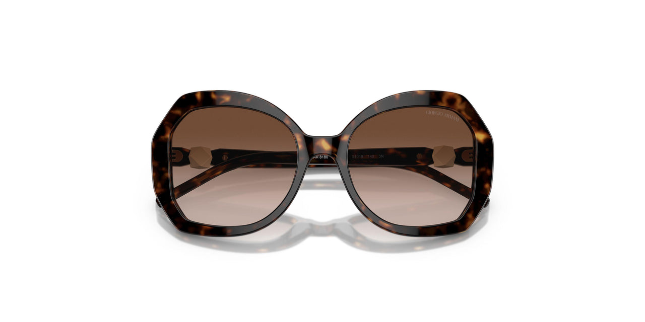 502613 - Tortoise - Gradient Brown