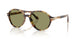 623214 - Tortoise - Green