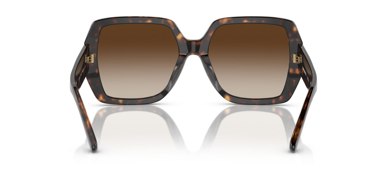 172813 - Tortoise - Brown Gradient