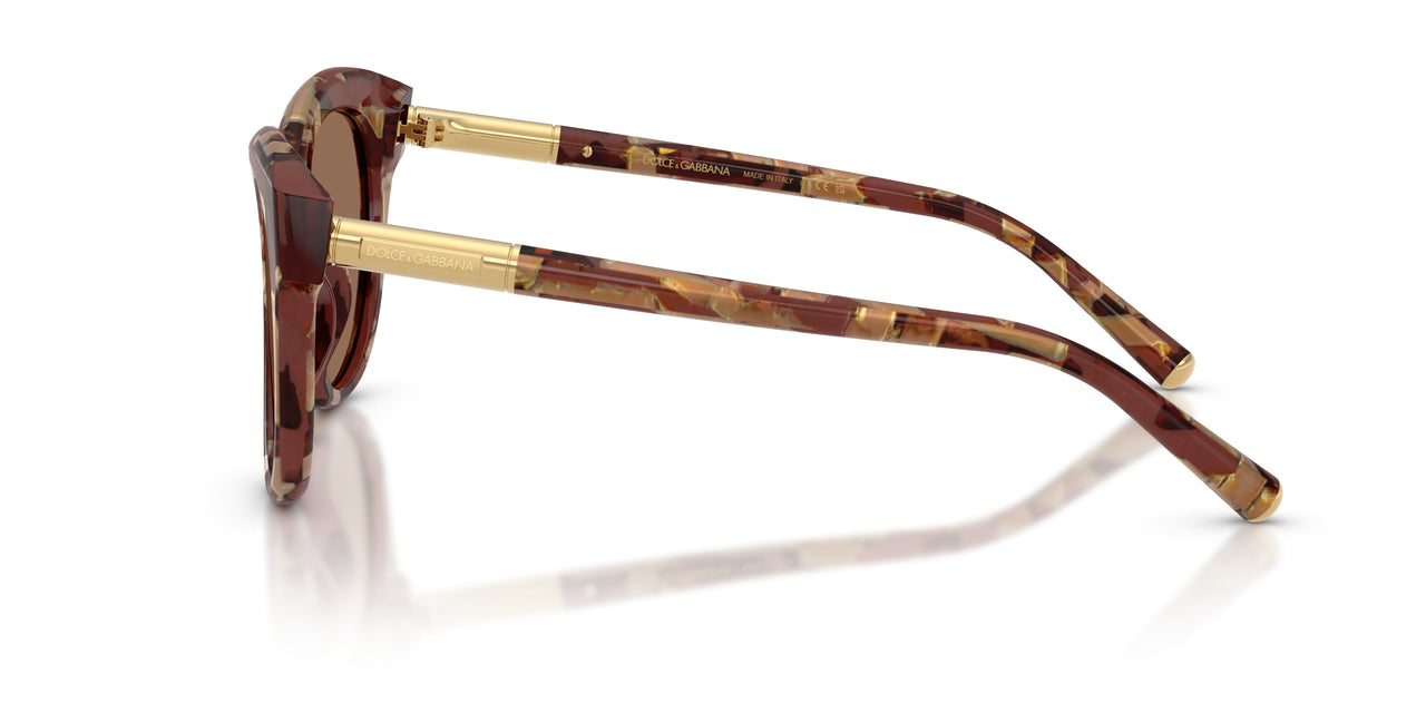 346273 - Tortoise - Dark Brown
