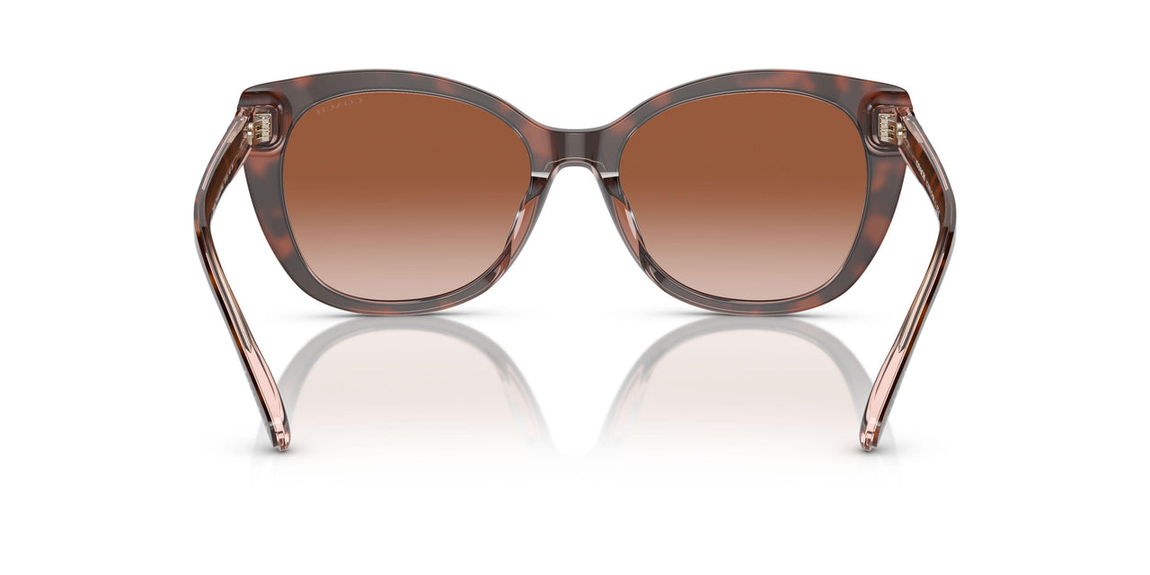 574413 - Tortoise - Brown Pink Gradient