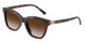 80153B - Tortoise - Brown Gradient