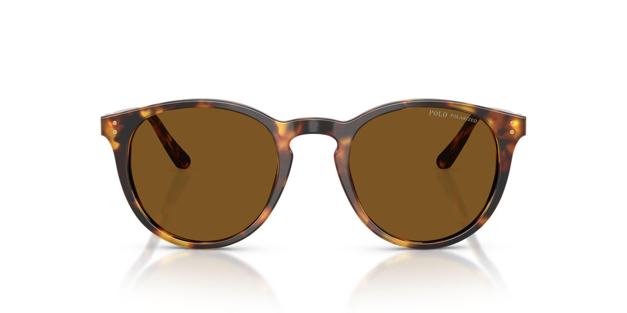 513483 - Havana - Polar Brown