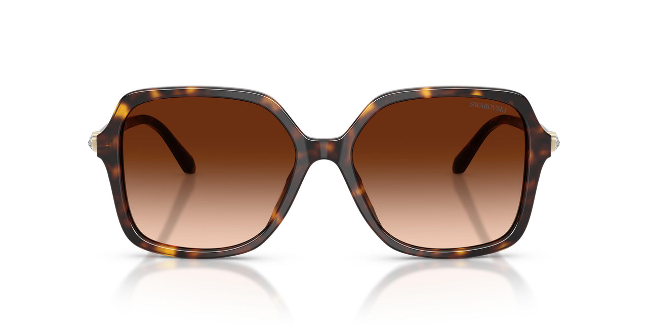 100274 - Tortoise - Gradient Brown