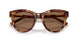 346273 - Tortoise - Dark Brown