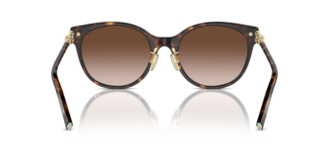 80153B - Tortoise - Brown Gradient