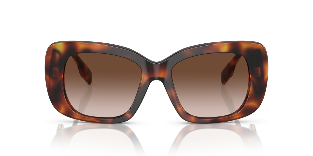 331613 - Tortoise - Brown Gradient