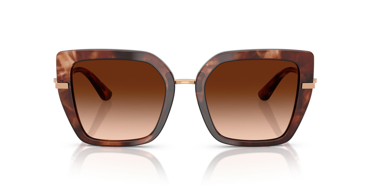 322274 - Tortoise - Brown Gradient