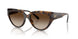300613 - Tortoise - Smoke Gradient