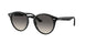 616613 - Turtledove - Brown Gradient