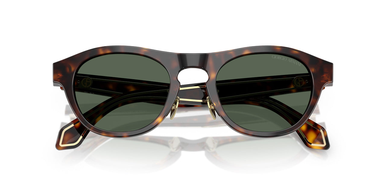 502671 - Tortoise - Dark Green