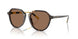 500373 - Tortoise - Dark Brown