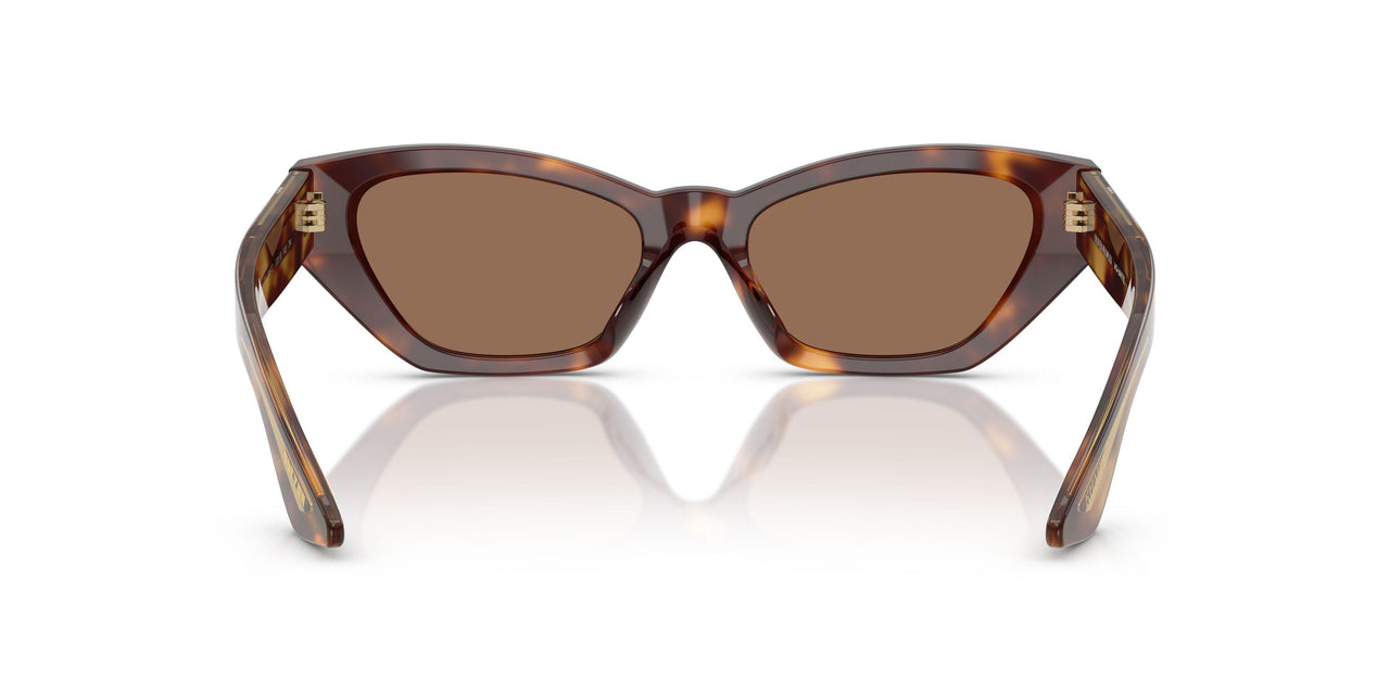 100773 - Tortoise - Brown