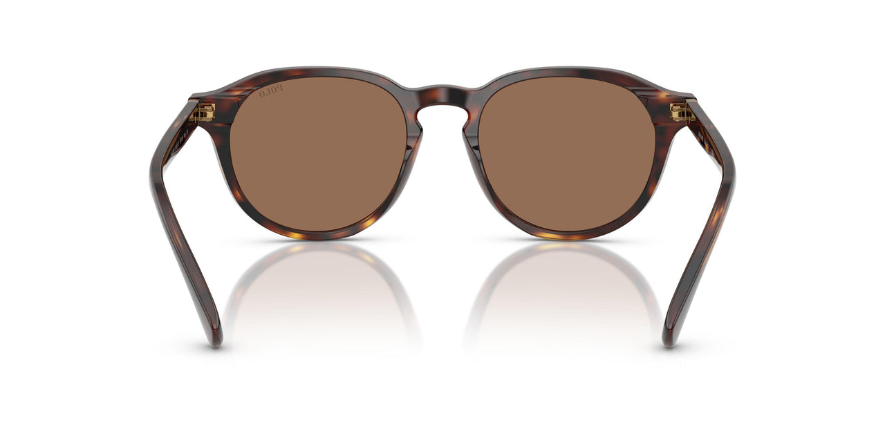 613773 - Tortoise - Dark Brown