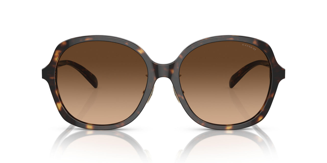 512074 - Tortoise - Brown Gradient