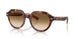 141451 - Tortoise - Clear Gradient Brown