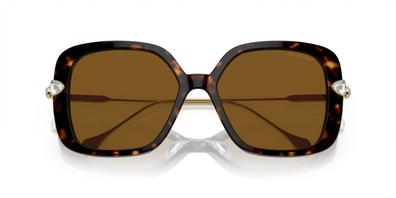 100283 - Tortoise - Polar Brown