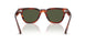 179952 - Tortoise - G-15
