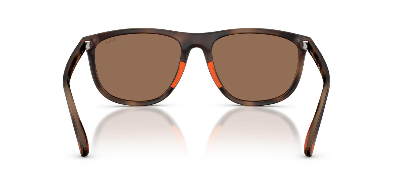 597473 - Tortoise - Dark Brown