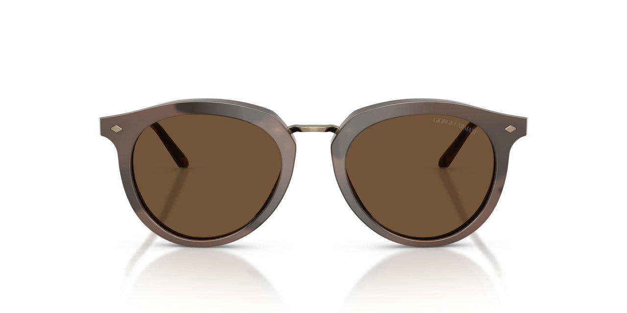 646753 - Tortoise - Dark Brown