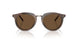 646753 - Tortoise - Dark Brown