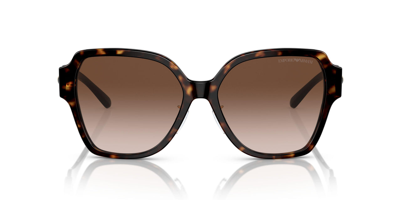 502613 - Tortoise - Gradient Brown