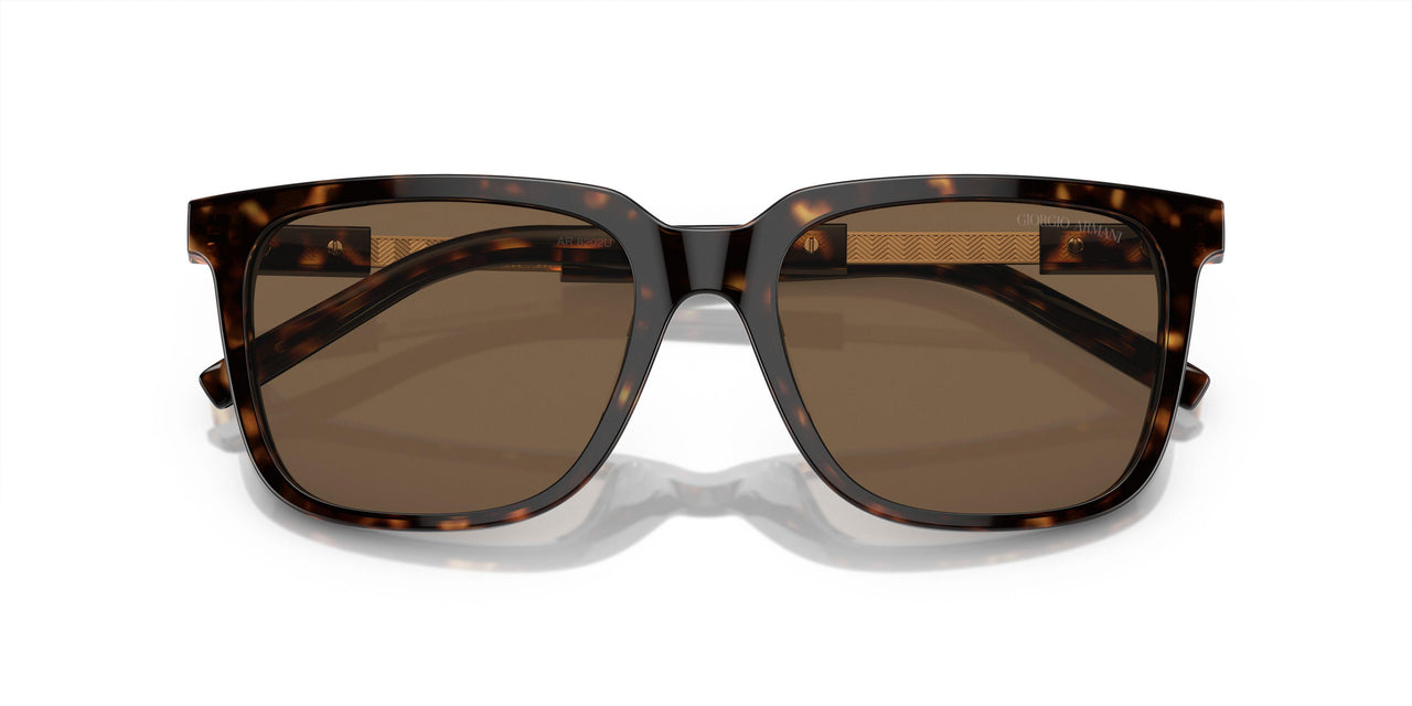 587973 - Tortoise - Dark Brown