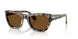 107157 - Tortoise - Brown Polar