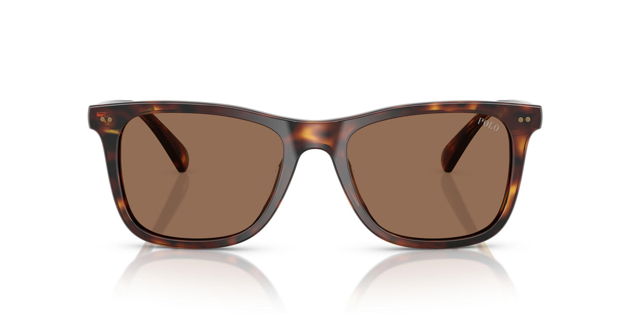 613773 - Tortoise - Dark Brown